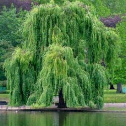 Golden Weeping Willow Tree (Salix x sepulcratis var. chrysocoma / Alba Tristis) Supplied height 1.5 to 2.6 m, WET SITE SUITABLE**FREE UK MAINLAND DELIVERY + FREE 3 YEAR TREE WARRANTY** Golden Weeping Willow Tree (Salix x sepulcratis var. chrysocoma / Alba Tristis) Supplied height 1.5 to 2.6 m, WET SITE SUITABLE**FREE UK MAINLAND DELIVERY + FREE 3 YEAR TREE WARRANTY**